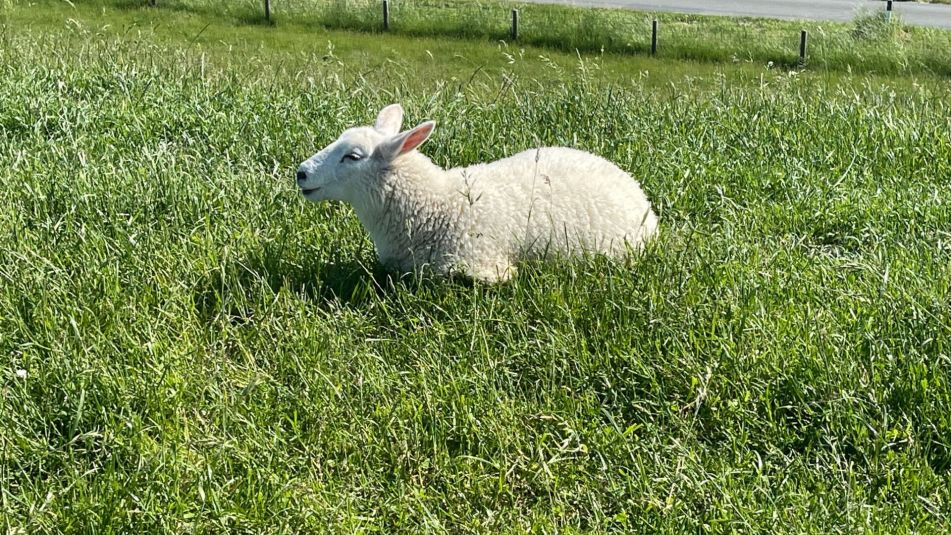 AWO SANO Schaf auf grüner Wiese