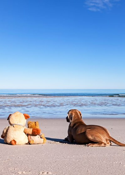 Hunde am Strand im Urlaub bei AWO Sano